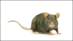 Lequel de ces petits animaux chicote ?