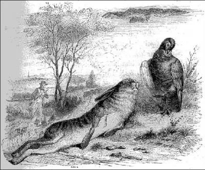 Le lièvre poussé par une meute avait fini dans son gîte après une course éperdue. Quel oiseau s'en étant moqué par trop d'assurance, périra entre les serres de l'autour ?