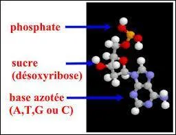 À quel nucléotide associe-t-on le nucléotide A (adénine) ?