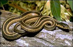 Naturellement, le serpent...