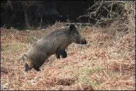 Parmi ces propositions, laquelle ne concerne pas le sanglier ?