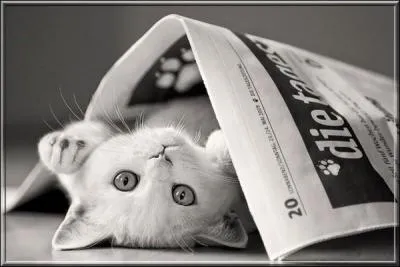 Quand un chat est-il considéré comme "hyperdactyle" ?