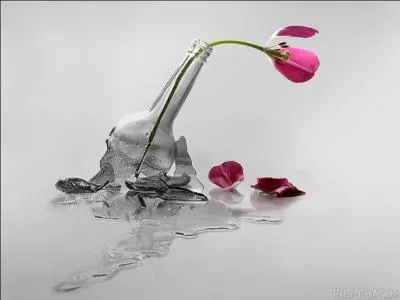 Grand succès de Françoise Hardy en 1964, par qui les paroles de la chanson "Mon amie la rose" ont-elles été écrites ?