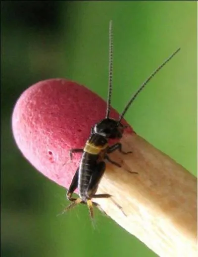Rendons au moins à ses arts ce qui appartient à un grand Charles : lequel ?