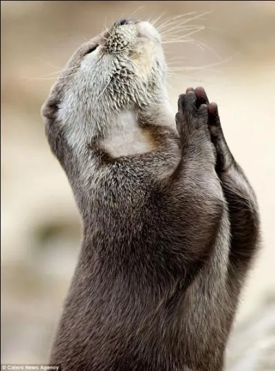 Laissez-le moi, encore un peu, mon amoureux !