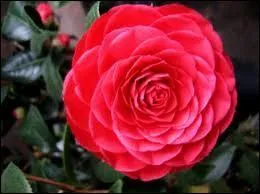 De quelle fleur s'agit-il ?