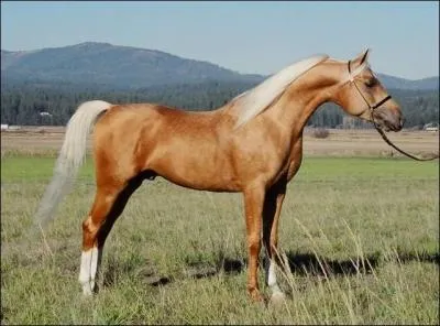 Les Andalous existent-ils sur le jeu ?