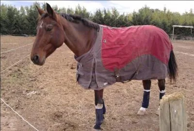 Il existe des poneys.