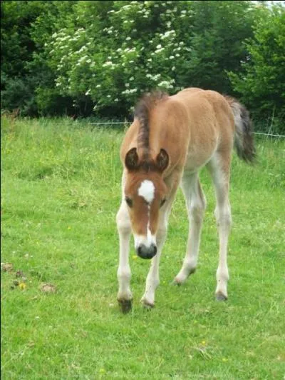L'île s'appelle Jorvik.