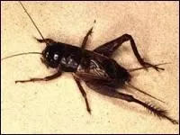 Celui-là, il grésille, c'est ainsi :