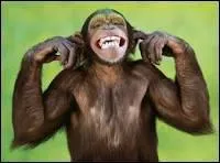 Laquelle de ces propositions correspond au singe ?