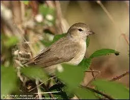 De la fauvette, vous ne pourriez pas dire...