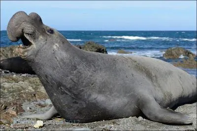 Sans hésiter c'est un morse.