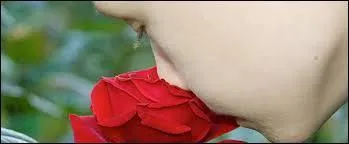 Le nez plongé dans une rose rouge pour en -------, les douces senteurs.