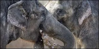 Que font ces éléphants afin de se désaltérer ?