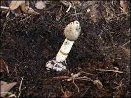 Ce champignon est réputé pour son odeur ; il a la propriété d' -------- son environnement.