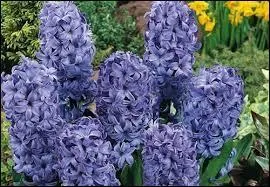 Quel adjectif convient afin de qualifier le parfum des jacinthes ?