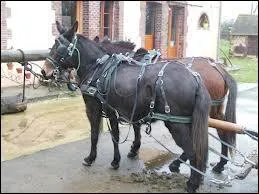 Une « paire » de mules.