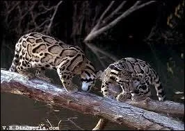 La fourrure de ce félin ne le cède en rien à celle du précédent, elle est somptueuse, ce qui, lui non plus, ne l'arrange pas, il est également très menacé !