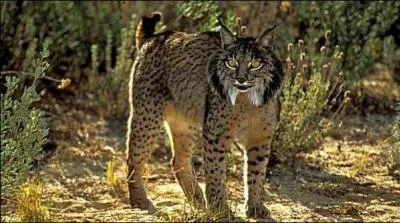 Pour photographier celui-ci, prenez l'avion pour l'Espagne, sans tarder, car il est malheureusement très en danger !