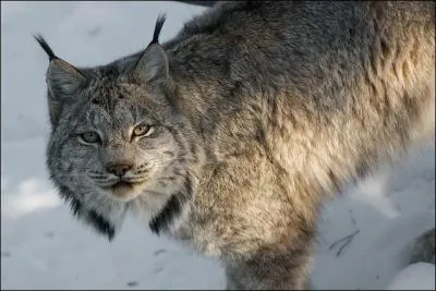 Pour identifier ce félin, notez son épaisse fourrure, cet indice devrait vous mener vers la bonne réponse !