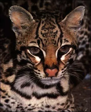 Il vous faudra de la persévérance pour apercevoir ce petit chat sauvage d'Amérique latine, mais ça en vaut la peine, sa fourrure est magnifique, et il a la chance d'évoluer dans des endroits pas faciles d'accès, il n'est donc pas trop menacé !