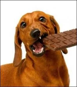 Le chien est plus à risque que le chat.