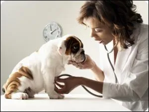 La diffusion de la Théobromine dans le corps de l'animal atteint son maximum de concentration en...