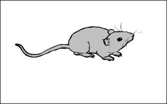 Quelle jolie petite souris ! Elle est...