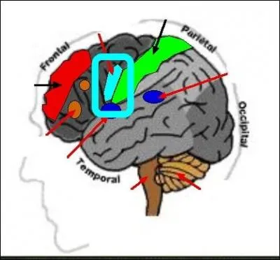 Enfin, de quoi s'occupe ce centre-ci ? (bleu clair)
