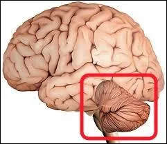 Comment s'appelle cette partie du cerveau ?
