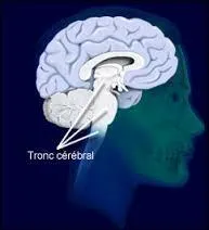 Quelle est la fonction du tronc cérébral ?