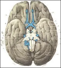 Combien y a-t-il de paires de nerfs crâniens ?