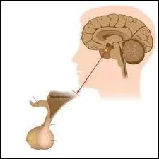 ________ est une glande qui fabrique les hormones.