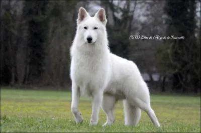 De quelle race fait partie ce chien ?