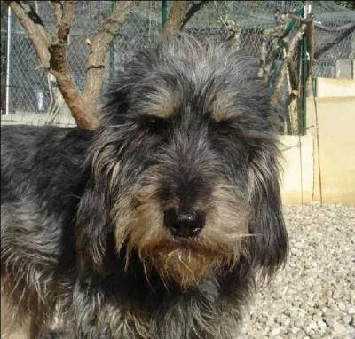 De quelle race fait partie ce chien ?