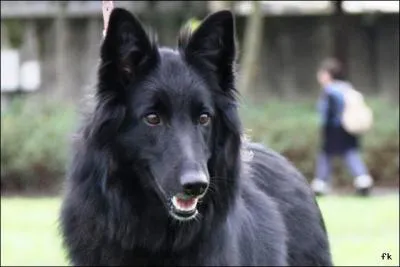De quelle race fait partie ce chien ?