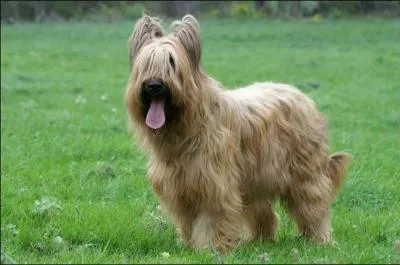 De quelle race fait partie ce chien ?