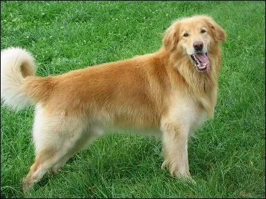 De quelle race fait partie ce chien ?