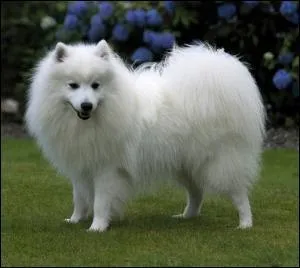 De quelle race fait partie ce chien ?