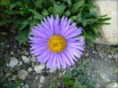 Quelle partie de la fleur forme le calice ?