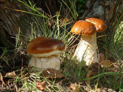 Comment se nomme la culture des champignons ?