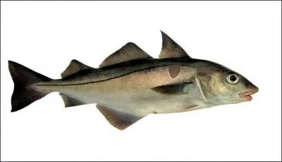Le haddock est un poisson fum&eacute;, quel est son nom ?