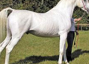 Quiz Races de chevaux : le Pur-sang arabe