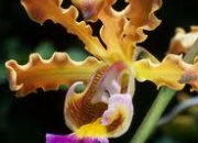 Quiz Les orchides N2