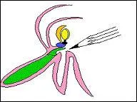 Que sont les anthères chez l'orchidée ?