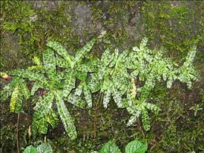 Comment les orchidées poussent-elles ?