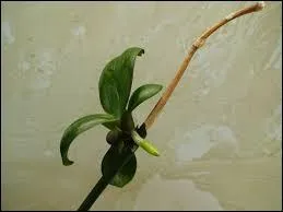 Quel nom les jeunes plantules portent-elles ?