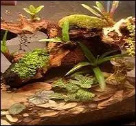 Quel nom donne-t-on à la serre miniature dans laquelle vous exposez et cultivez vos orchidées ?