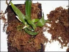 Que met-on en complément des substrats pour les orchidées cultivées en suspension ou sur des plaques de liège ?